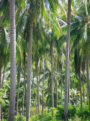palm tree forest