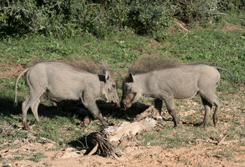 warthog combat