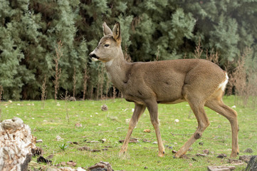 red deer