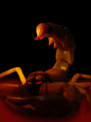 scorpion