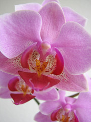 lila orchidee
