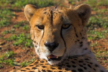 cheetah relaxing