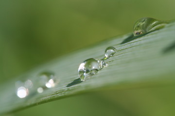 gouttes d'eau sur une feuille