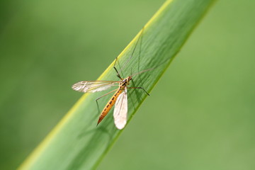 Fototapeta na wymiar ssanie owad komar