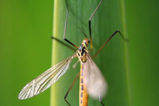 insecte ,aspiration ,moustique ,macro