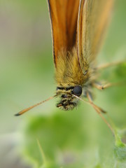 papillon