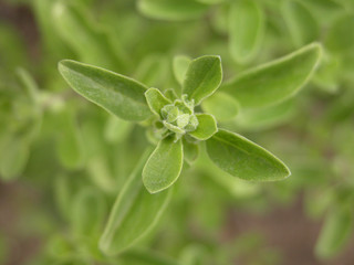 marjoram