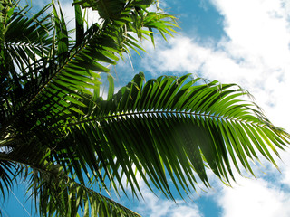 Fototapeta premium feuilles de palmier palmiste sur ciel bleu