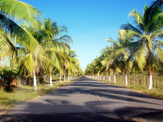 coconut road