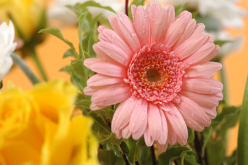 beautiful pink daisy