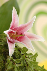 beautiful pink lila,