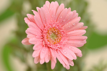 beautiful pink daisy