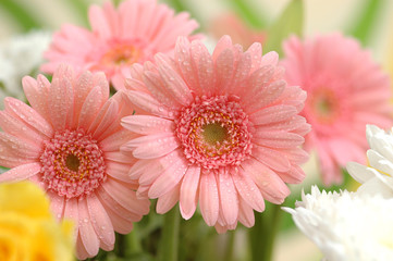 beautiful pink daisy