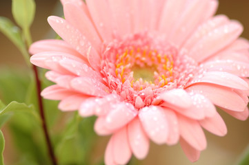 beautiful pink daisy