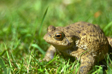 frog