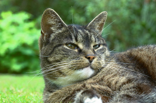 old cat