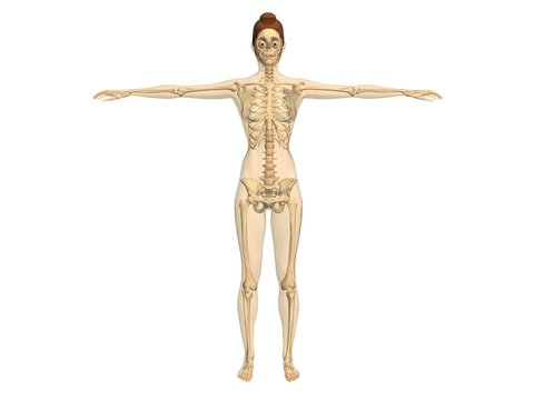 woman skeleton
