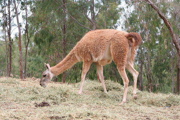 llama pastando