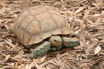 tortuga gigante