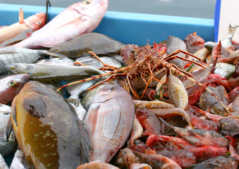 Etal de poissons