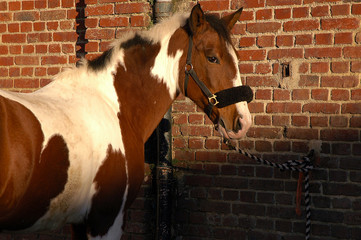 cheval pie
