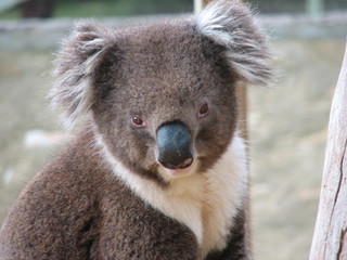 koala portrait