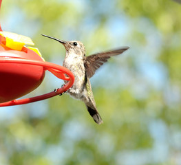 hummingbird
