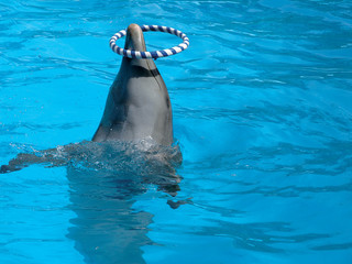 dolphin