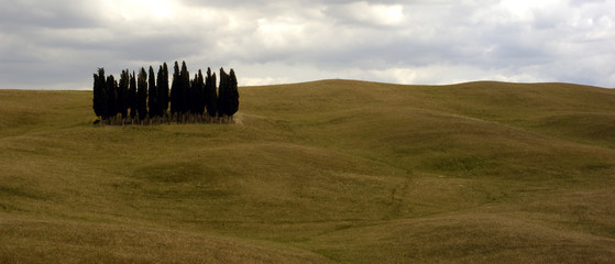 tuscan trees