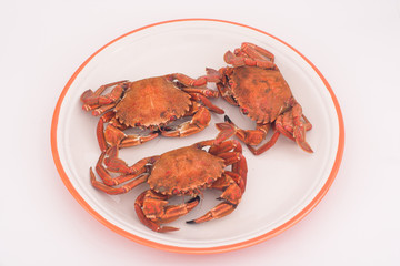 nécoras