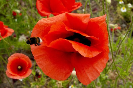 poppy and gadfly 1