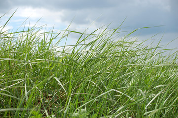 Obraz premium grass #2