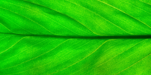 green leaf