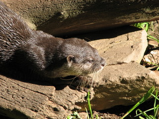 otter