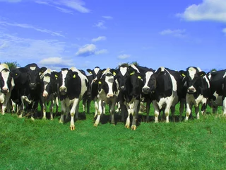 Crédence de cuisine en plexiglas Vache vaches