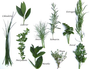 tableau des plantes aromatiques