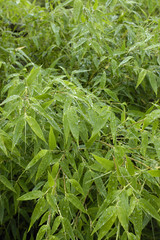 la pluie sur les bambous