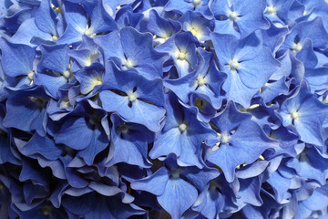 hortensia bleu 2