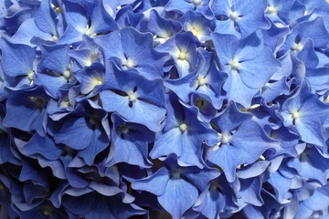 Papier Peint photo autocollant Hortensia hortensia bleu 2