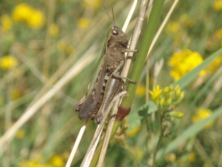 grasshopper