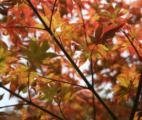 japanese maple 2