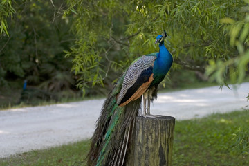 peacock at rest ii