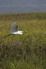 Fototapeta premium taking flight