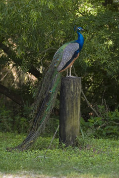 Fototapeta peacock at rest