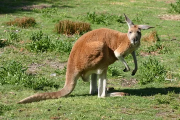 Zelfklevend Fotobehang Kangoeroe kangoeroe (3)