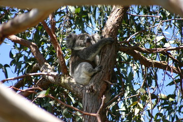koala (1)
