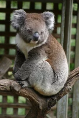 Tableaux ronds sur aluminium brossé Koala koala (3)