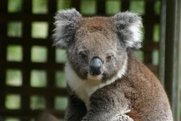 Abwaschbare Tapeten Koala koala (2)