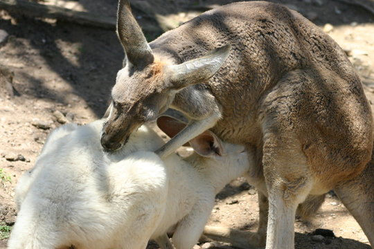 kangourou (1)
