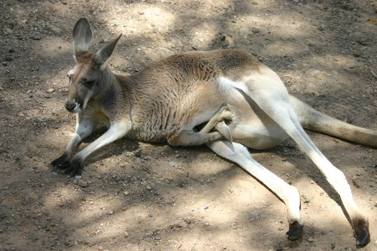 kangourou (4)